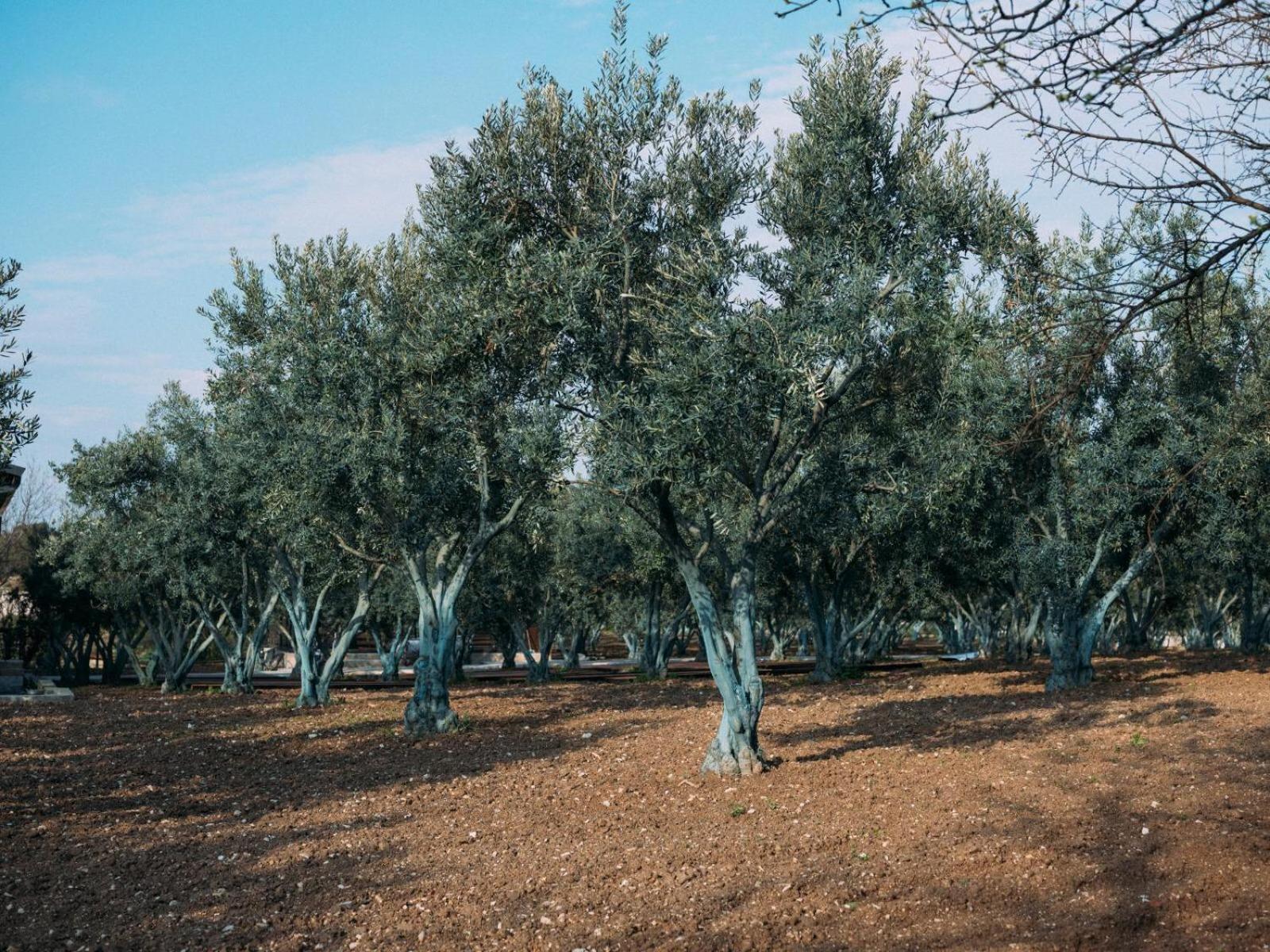Od Urla Misafirhane Extérieur photo